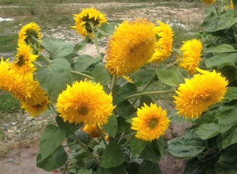 Why is the Sunflower the National Flower of Ukraine?