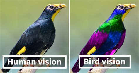 Scientists Show How Differently Birds See The World Compared To Humans | DeMilked