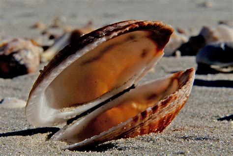 Free Images : beach, food, seafood, fauna, invertebrate, seashell, clam ...