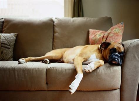 What Is a Pet-Friendly Leather Sofa? | Hunker