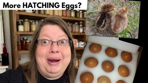 German BIELEFELDER |Hatching Eggs via Mail | Mimsy’s Garden - YouTube