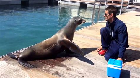 sea lion doing tricks - YouTube