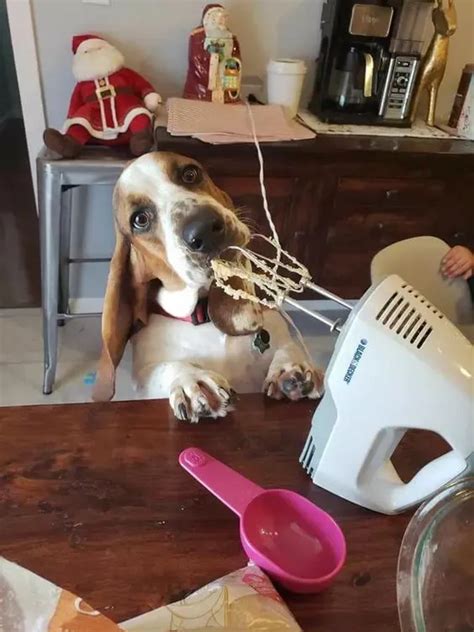 14 hilarious basset hound pics you won t forget – Artofit