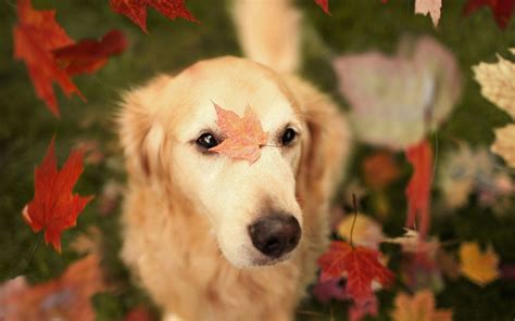 Autumn Animal Wallpaper - WallpaperSafari