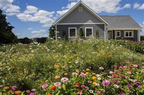 When planting a meadow, heed conditions in your garden, yard | AP News