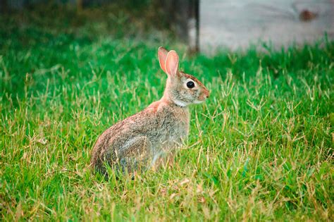 Rabbit showing its best profile at sunset