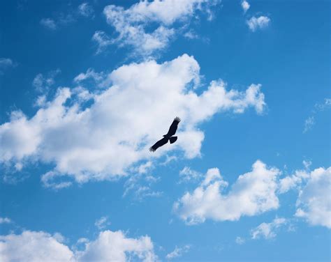 Soaring High: Exploring the Birds of Prey Center — FAIRBOURNE