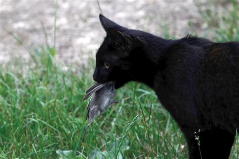 What to do about the stray cat problem - Vet Practice Magazine