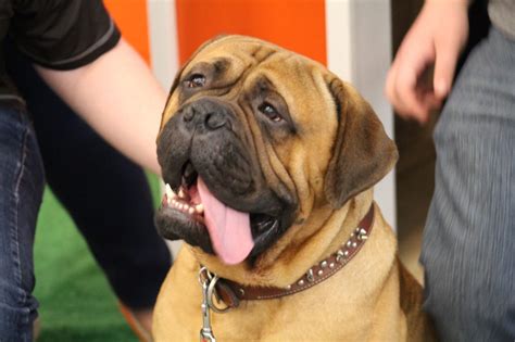 Swagger, Cleveland Browns mascot, dies at 6 - oggsync.com