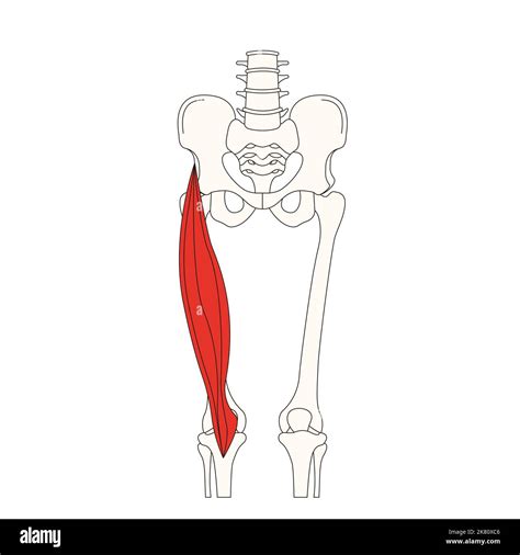 human anatomy drawing muscle rectus femoris Stock Photo - Alamy