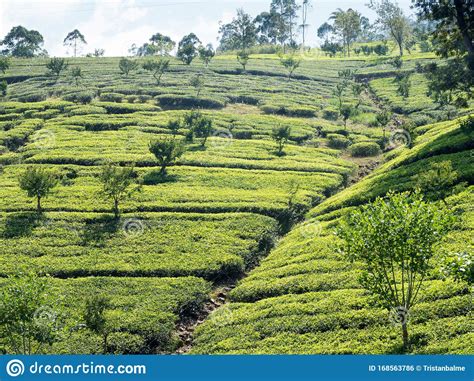 Ceylon Tea Plantation Stock Photo | CartoonDealer.com #23106348