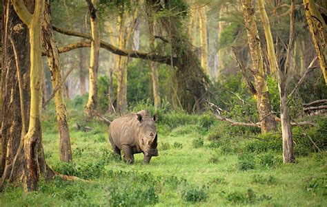 Ujung Kulon National Park, Home of the one-horned Javan rhinoceros | Travellingto.Asia