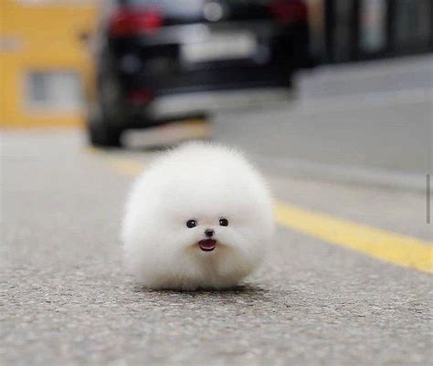 How cute is this Teacup Pomeranian... : r/aww