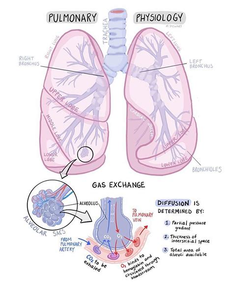 Mai on Instagram: "A very basic pulmonary physiology 🌬. . . #illustration #medschool #medicine # ...