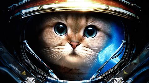 Space Cats HD Wallpaper - WallpaperSafari