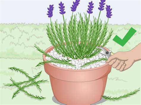 Growing Lavender In Containers - Lavender Plant