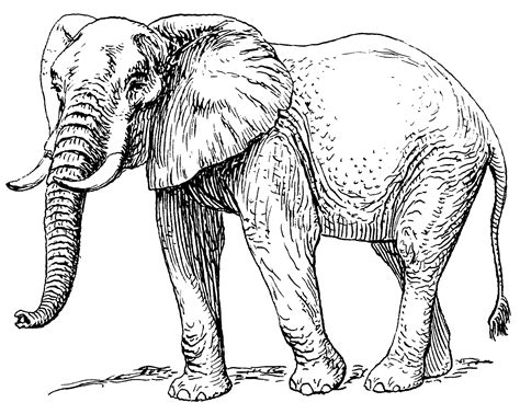 Free Elephant Drawing, Download Free Elephant Drawing png images, Free ClipArts on Clipart Library