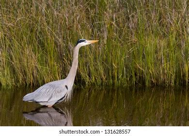 Great Blue Heron Natural Habitat On Stock Photo 131628557 | Shutterstock