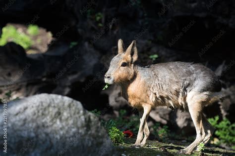 Patagonian mara Stock Photo | Adobe Stock