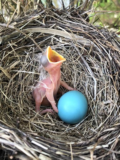 A newborn bird in my front yard last Spring. The other hatched the next ...