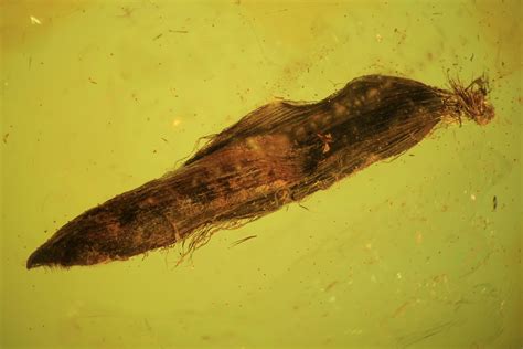 8mm Fossil Plant Leaf (Gymnosperm) In Baltic Amber (#102721) For Sale ...