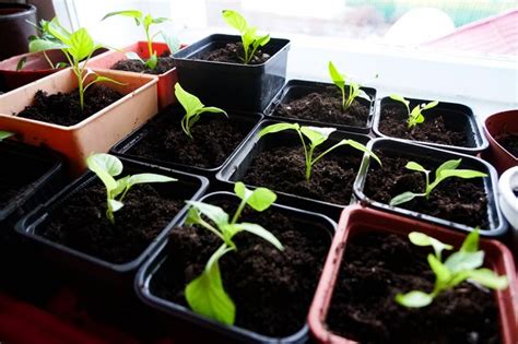 Germinating and Planting Vegetable Seeds: A Beginner’s Guide | Hunker