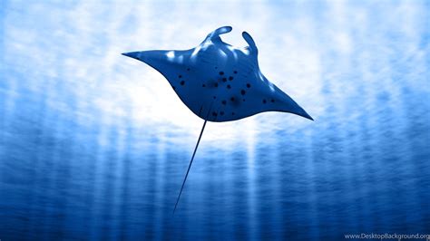 Manta Ray Conservation MantaWatch Desktop Background