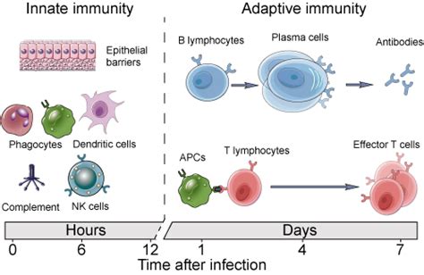 Innate and Adaptive Immunity - Creative Diagnostics