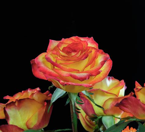 Red and Yellow Roses I Photograph by Lowell Monke - Fine Art America