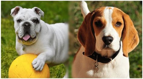 Beagle Bulldog Mix: What You Have To Know