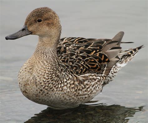 Northern Pintail | Female Northern Pintail | David Hursh | Flickr