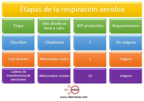 Las 3 Etapas De La Respiracion Celular - Consejos Celulares