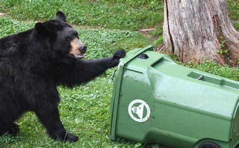 City of Asheville rolls out a fresh round of bear-resistant trash carts - The City of Asheville