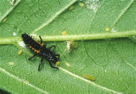 8-ladybird-beetle-larvae-copy – The Six-Legged Agents in Ag