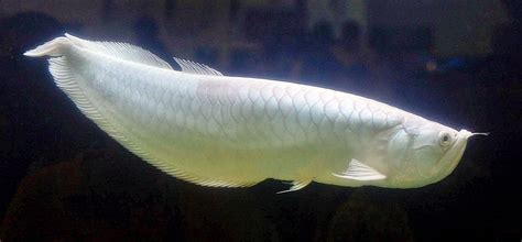 Platinum arowana - Facts | Traits | Care | Breeding | Size | White - SeaFish