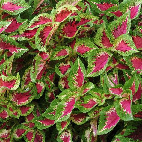 Premium Sun Watermelon Coleus Seeds - Annual Flower Seeds