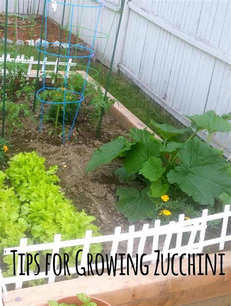 Tips for Growing Zucchini in your backyard garden.