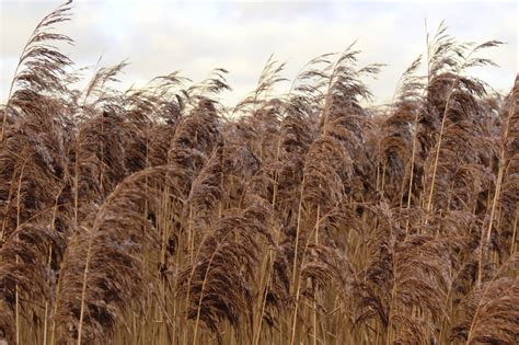 Fotos gratis : naturaleza, campo, trigo, pradera, caña, cultivo, marrón ...