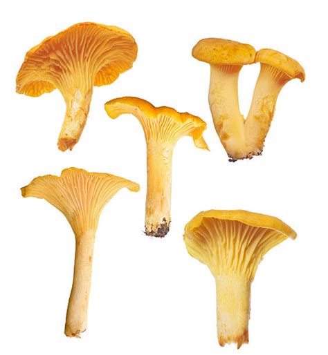 Royalty Free Chanterelle Pictures, Images and Stock Photos - iStock