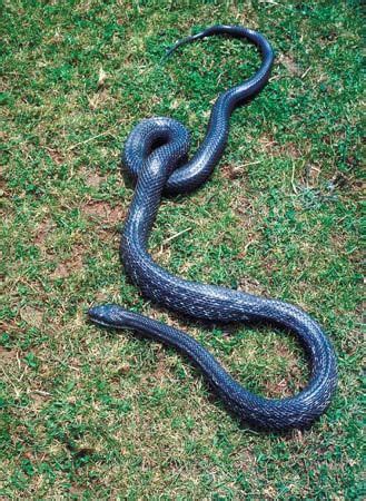 rat snake - Kids | Britannica Kids | Homework Help