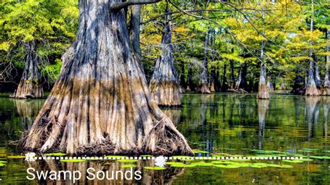 Relaxing sound, Swamp Sounds - YouTube