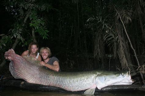 Arapaima like this are becoming increasingly rare due to overfishing ...