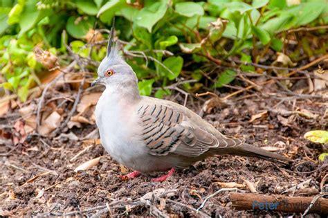 Crested Pigeon - Peter Rowland Photographer & Writer