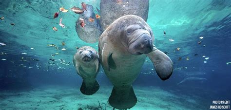 Cocoa Beach Kayaking - Guided Eco Tours in Cocoa Beach, Florida | Manatee, Animal lover, Manatee ...