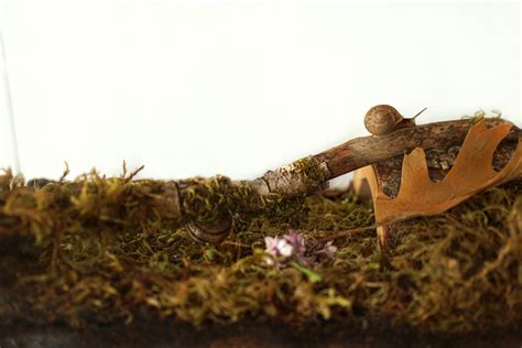 How to Make a Snail Habitat - Woodlark Blog