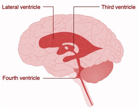 Which Brain Region Forms The Floor Of The Third Ventricle - Carpet Vidalondon