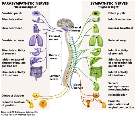 the nervous system functions and structures - ModernHeal.com