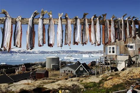 Greenland Food ~ 363 Greenland Food Photos And Premium High Res ...