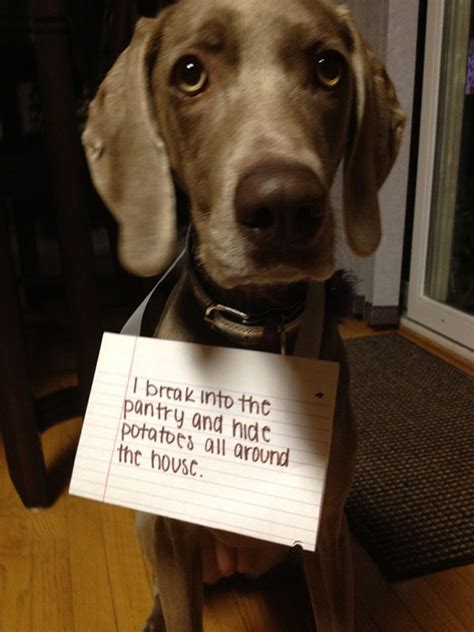 The 27 Naughtiest Dogs In The World (Hilarious Dog Shaming Gallery)