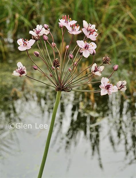 Butomus umbellatus photos Saskatchewan Wildflowers